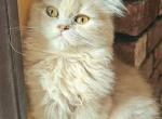 Sugar - British Shorthair Kitten For Sale - New York, NY, US