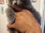 Margaritas - Russian Blue Kitten For Sale - 