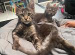 MALE MAINE COON - Maine Coon Kitten For Sale - Tampa, FL, US