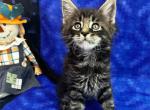 Omaha - Maine Coon Kitten For Sale - 