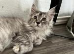 Jewel - Maine Coon Kitten For Sale - San Antonio, TX, US