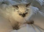 Darla - Himalayan Kitten For Sale - Yorktown, NY, US