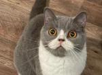 Scottish fold and British shorthair - British Shorthair Kitten For Sale - Staten Island, NY, US