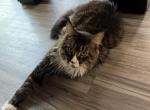 CFA registration Thor - Maine Coon Cat For Sale - 