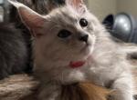 MELLY - Maine Coon Kitten For Sale - 