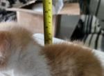 Extremely short orange and white male kitten - Munchkin Kitten For Sale - Houston, TX, US