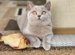 Ariel - British Shorthair Kitten For Sale - Vancouver, WA, US