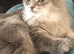 Aurora - Siberian Cat For Adoption - Glendale, AZ, US