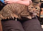 Tarot - Domestic Cat For Adoption - Charlotte, NC, US