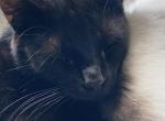 Bear - Domestic Cat For Sale - 