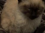 Ozzy - Siamese Kitten For Sale - Salt Lake City, UT, US