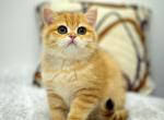 Wasabi - British Shorthair Kitten For Sale - Ontario, CA