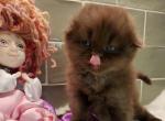 Pluto - Scottish Fold Kitten For Sale - 