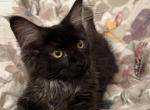 Shadow - Maine Coon Kitten For Sale - Sarasota, FL, US