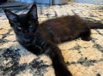 Midnight - Maine Coon Kitten For Sale - 