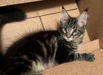 Marble - Maine Coon Kitten For Sale - 