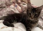 Aiden - Maine Coon Kitten For Sale - Sarasota, FL, US