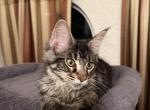 Atty - Maine Coon Kitten For Sale - Sarasota, FL, US