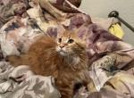 Cienna - Maine Coon Kitten For Sale - Sarasota, FL, US