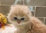 Pumpkin - Scottish Fold Kitten For Sale - 