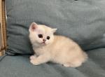 Elsa - British Shorthair Kitten For Sale - Gainesville, VA, US