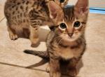 Golden boy F5 - Savannah Kitten For Sale - Lakeland, FL, US