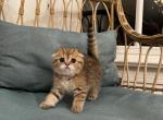 Leo - Scottish Fold Kitten For Sale - Gainesville, VA, US