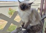 Sandy - Ragdoll Kitten For Sale - 