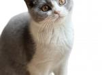 Blueberry - British Shorthair Kitten For Sale - Manville, NJ, US