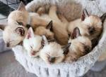 Siamese Kittens - Siamese Kitten For Sale - Geneseo, NY, US