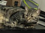 Ishie - Domestic Cat For Adoption - Darnestown, MD, US