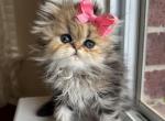 Betsey - Persian Kitten For Sale - Fort Worth, TX, US