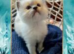 Valkyries litter Blues Pointed Mitted Males - Ragdoll Kitten For Sale - Puyallup, WA, US