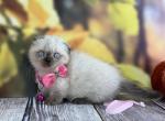 Portland Yasmin Munchkin Kilt Fold Kitty - Munchkin Kitten For Sale - Portland, OR, US