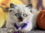 Portland Yumi Munchkin Highland Kitty - Munchkin Kitten For Sale - Portland, OR, US