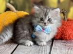 Portland Yuki Munchkin Highland Kitten - Munchkin Kitten For Sale - Portland, OR, US