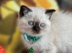 Portland Yosha Munchkin Minuet Kitten - Munchkin Kitten For Sale - Portland, OR, US