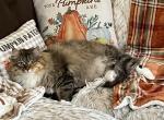 Sesame of FirCountry Siberians - Siberian Cat For Sale - Castle Rock, WA, US