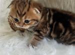 Miya - Scottish Fold Kitten For Sale - 