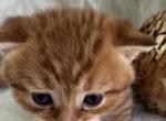 Tim - Scottish Straight Kitten For Sale - 