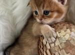 Zoe - Scottish Fold Kitten For Sale - 