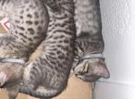 Grey Bengals - Bengal Kitten For Sale - 