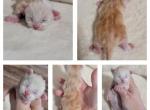 Red smoke male - Maine Coon Kitten For Sale - Monroe, MI, US