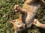 Puss in Boots - Domestic Kitten For Sale - Greenup, KY, US