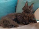 Heiko - Maine Coon Kitten For Sale - Hollywood, FL, US