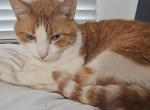 Buttons - American Shorthair Cat For Adoption - 