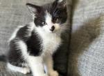 Female Kitten - Domestic Kitten For Sale - Montgomery, MA, US