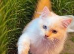 Flamepoint Male - Himalayan Kitten For Sale - East Longmeadow, MA, US