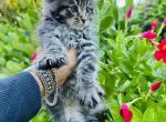 Maine Coon Kittens Sarasota - Maine Coon Kitten For Sale - Sarasota, FL, US