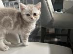 Luna litter - Scottish Straight Kitten For Sale - 